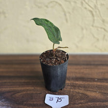 Load image into Gallery viewer, #B75 Anthurium Midnight Velvet