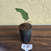 Load image into Gallery viewer, #B75 Anthurium Midnight Velvet