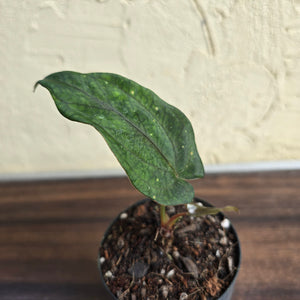 #B75 Anthurium Midnight Velvet