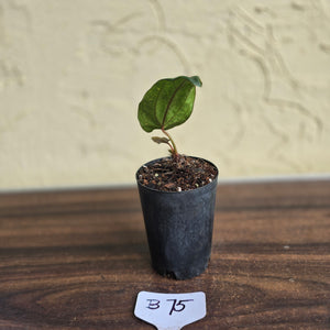 #B75 Anthurium Midnight Velvet