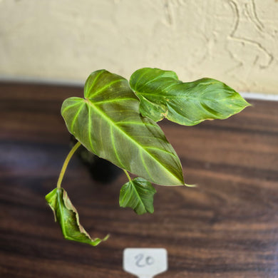 #20 Philodendron Corsinianum / Bronze Shield