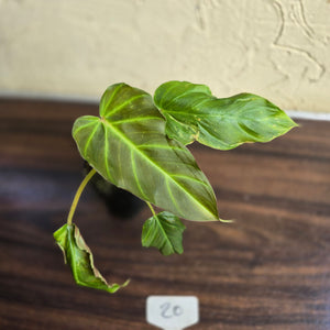 #20 Philodendron Corsinianum / Bronze Shield