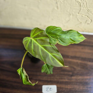 #20 Philodendron Corsinianum / Bronze Shield