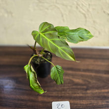 Load image into Gallery viewer, #20 Philodendron Corsinianum / Bronze Shield