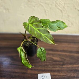 #20 Philodendron Corsinianum / Bronze Shield