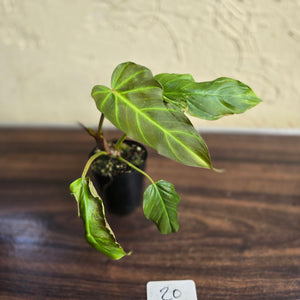 #20 Philodendron Corsinianum / Bronze Shield