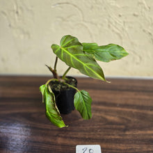 Load image into Gallery viewer, #20 Philodendron Corsinianum / Bronze Shield