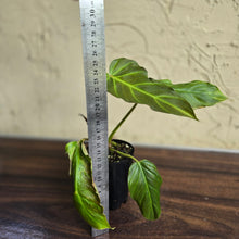 Load image into Gallery viewer, #20 Philodendron Corsinianum / Bronze Shield