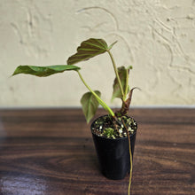 Load image into Gallery viewer, #20 Philodendron Corsinianum / Bronze Shield