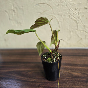 #20 Philodendron Corsinianum / Bronze Shield