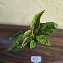 Load image into Gallery viewer, #10 Aglaonema Pictum Tricolor x Rotundum