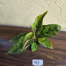 Load image into Gallery viewer, #10 Aglaonema Pictum Tricolor x Rotundum