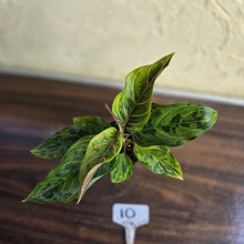 Load image into Gallery viewer, #10 Aglaonema Pictum Tricolor x Rotundum