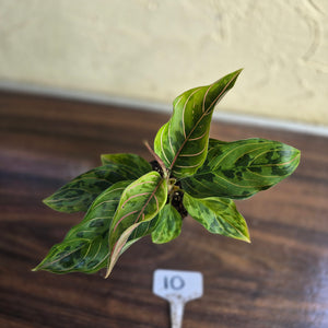 #10 Aglaonema Pictum Tricolor x Rotundum