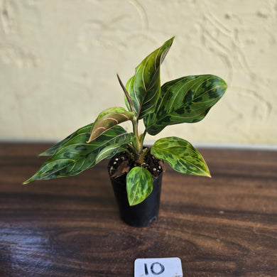 #10 Aglaonema Pictum Tricolor x Rotundum