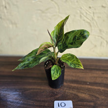 Load image into Gallery viewer, #10 Aglaonema Pictum Tricolor x Rotundum