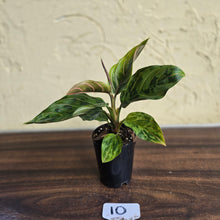Load image into Gallery viewer, #10 Aglaonema Pictum Tricolor x Rotundum