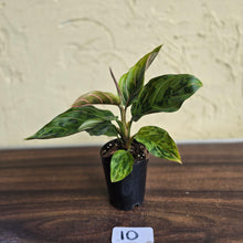 Load image into Gallery viewer, #10 Aglaonema Pictum Tricolor x Rotundum