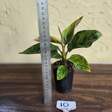 Load image into Gallery viewer, #10 Aglaonema Pictum Tricolor x Rotundum