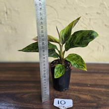 Load image into Gallery viewer, #10 Aglaonema Pictum Tricolor x Rotundum