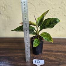Load image into Gallery viewer, #10 Aglaonema Pictum Tricolor x Rotundum