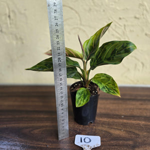 #10 Aglaonema Pictum Tricolor x Rotundum