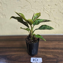 Load image into Gallery viewer, #10 Aglaonema Pictum Tricolor x Rotundum