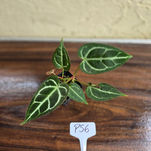 Load image into Gallery viewer, #P56 Two x Headed Anthurium Crystallinum x