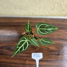 Load image into Gallery viewer, #P56 Two x Headed Anthurium Crystallinum x