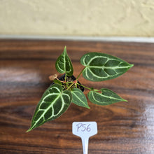 Load image into Gallery viewer, #P56 Two x Headed Anthurium Crystallinum x