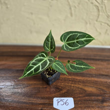 Load image into Gallery viewer, #P56 Two x Headed Anthurium Crystallinum x