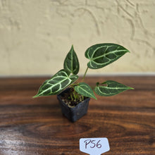 Load image into Gallery viewer, #P56 Two x Headed Anthurium Crystallinum x