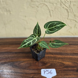 #P56 Two x Headed Anthurium Crystallinum x