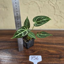 Load image into Gallery viewer, #P56 Two x Headed Anthurium Crystallinum x