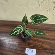 Load image into Gallery viewer, #P56 Two x Headed Anthurium Crystallinum x