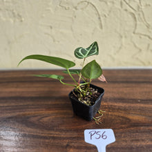 Load image into Gallery viewer, #P56 Two x Headed Anthurium Crystallinum x