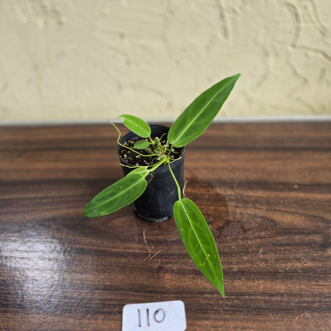 #110 Anthurium Warocqueanum Seedling