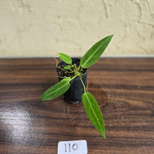Load image into Gallery viewer, #110 Anthurium Warocqueanum Seedling