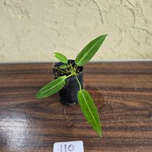 Load image into Gallery viewer, #110 Anthurium Warocqueanum Seedling