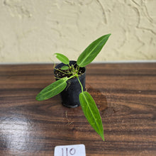 Load image into Gallery viewer, #110 Anthurium Warocqueanum Seedling