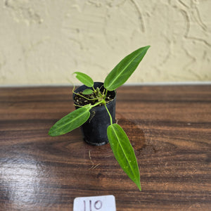 #110 Anthurium Warocqueanum Seedling