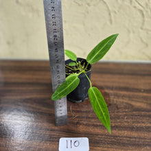 Load image into Gallery viewer, #110 Anthurium Warocqueanum Seedling