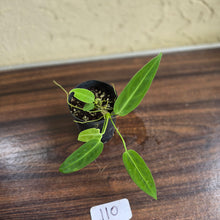 Load image into Gallery viewer, #110 Anthurium Warocqueanum Seedling