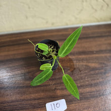 Load image into Gallery viewer, #110 Anthurium Warocqueanum Seedling