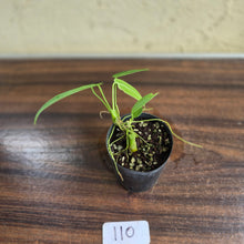 Load image into Gallery viewer, #110 Anthurium Warocqueanum Seedling