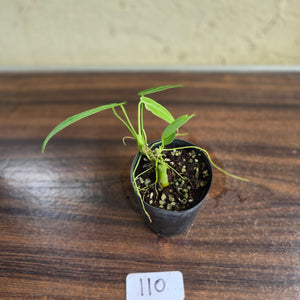 #110 Anthurium Warocqueanum Seedling