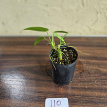 Load image into Gallery viewer, #110 Anthurium Warocqueanum Seedling