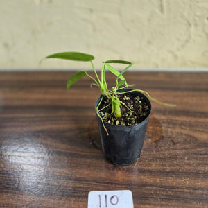 #110 Anthurium Warocqueanum Seedling