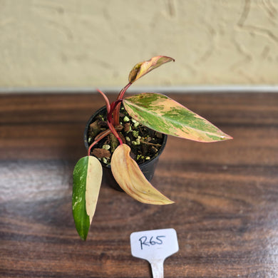 #R65 Philodendron Strawberry Shake