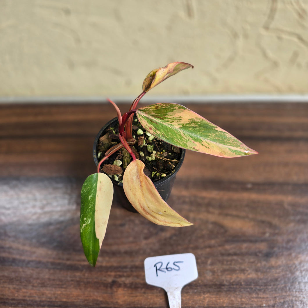 #R65 Philodendron Strawberry Shake